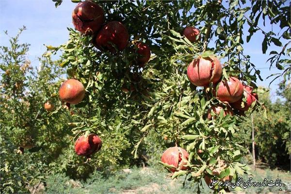 دسترسی 714 نفردیگر از جمعیت روستایی استان قزوین به نسل 3 و 4 تلفن همراه